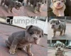 Mixed Breed