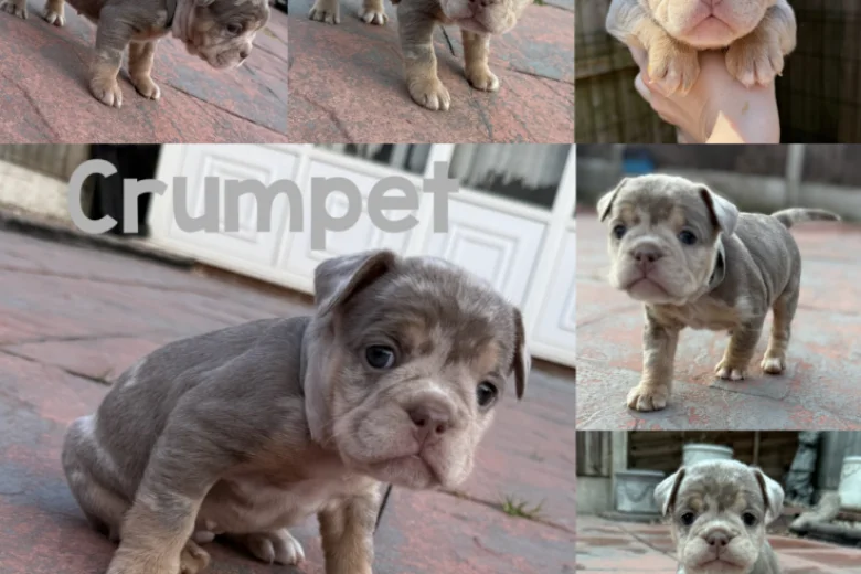 Mixed Breed