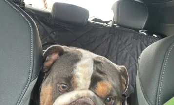Mixed Breed