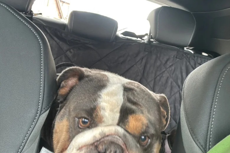 Mixed Breed