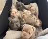 Mixed Breed