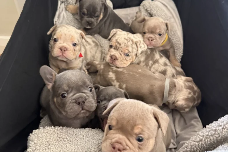 Mixed Breed