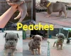 Mixed Breed