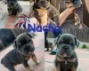Mixed Breed