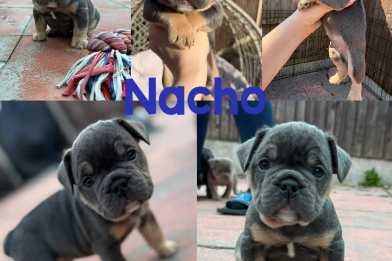 Mixed Breed