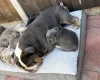 Mixed Breed