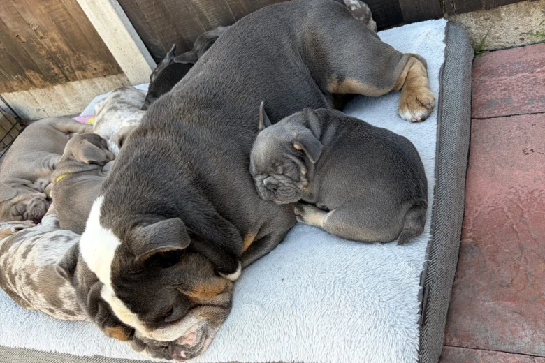 Mixed Breed