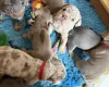 Mixed Breed