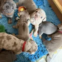 Mixed Breed