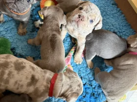 Mixed Breed