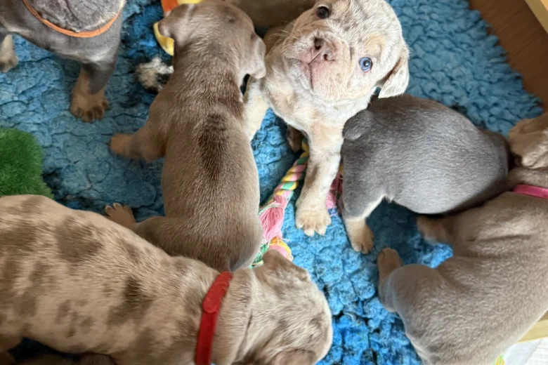 Mixed Breed