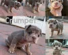 Mixed Breed