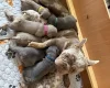 Mixed Breed