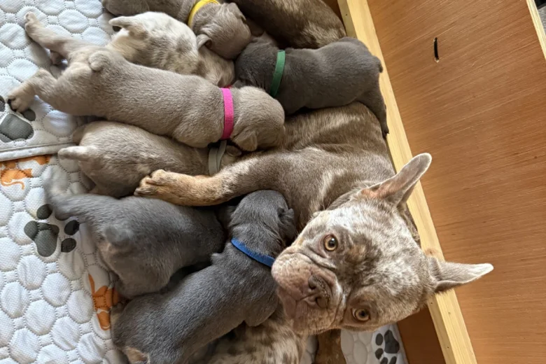 Mixed Breed