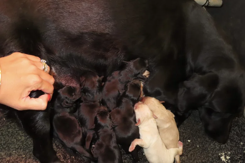 Labrador Retriever