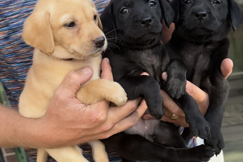 Labrador Retriever