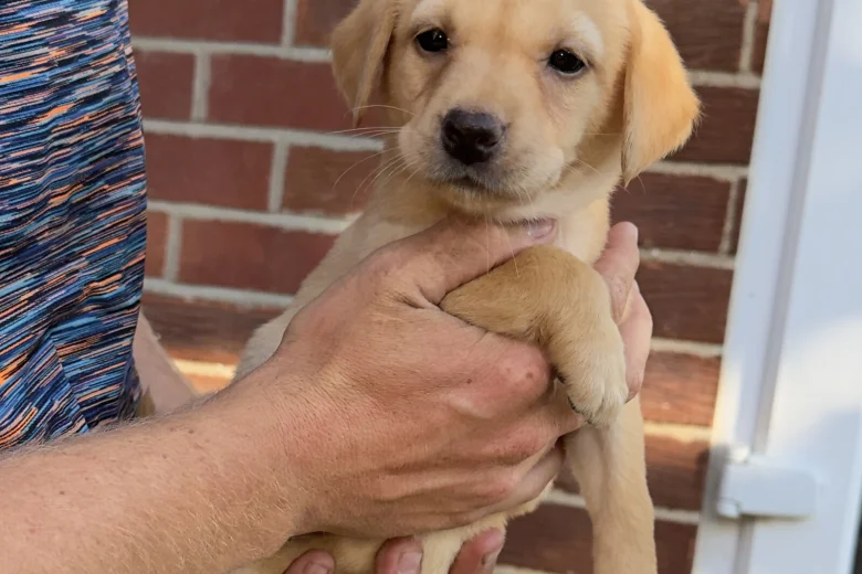 Labrador Retriever