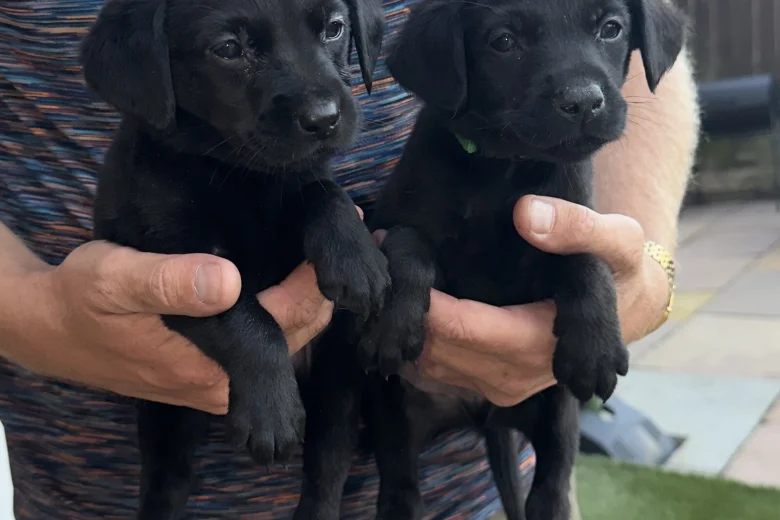 Labrador Retriever