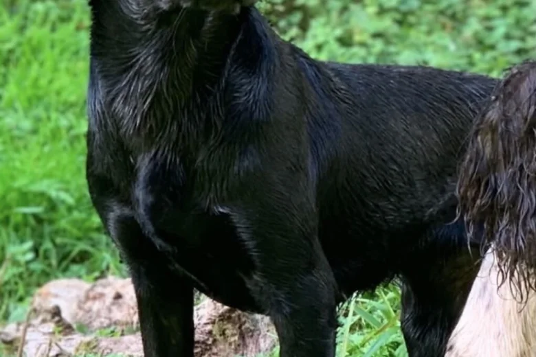 Labrador Retriever