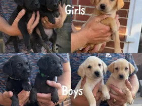 Labrador Retriever