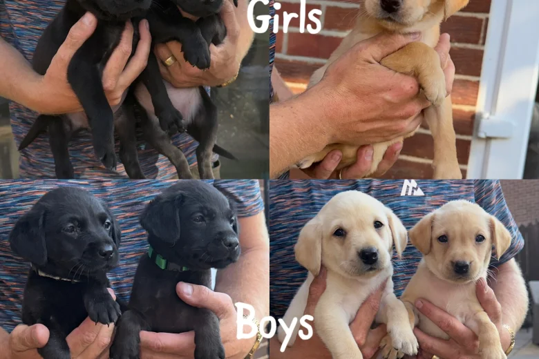 Labrador Retriever