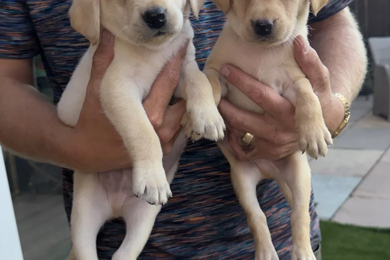 Labrador Retriever