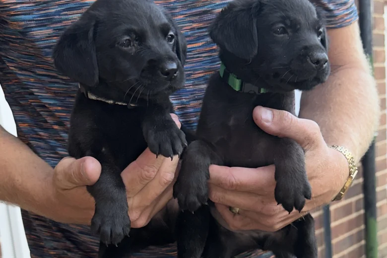 Labrador Retriever