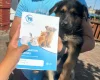 German Shepherd (Alsatian)