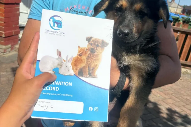 German Shepherd (Alsatian)
