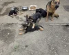 German Shepherd (Alsatian)