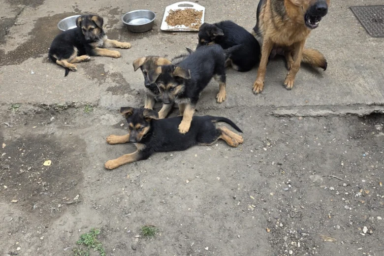 German Shepherd (Alsatian)