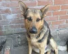 German Shepherd (Alsatian)