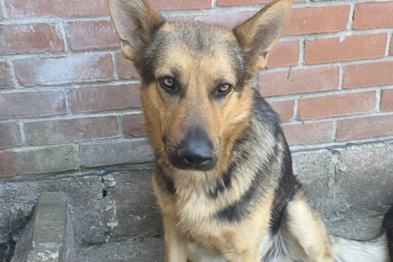German Shepherd (Alsatian)