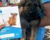 German Shepherd (Alsatian)