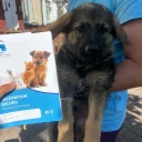 German Shepherd (Alsatian)
