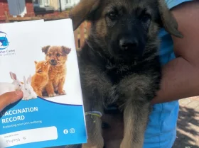 German Shepherd (Alsatian)