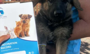 German Shepherd (Alsatian)