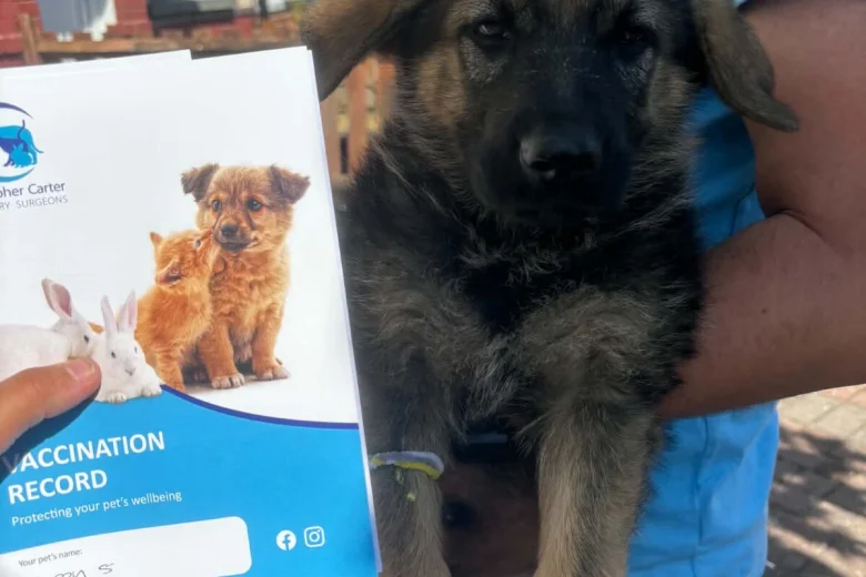 German Shepherd (Alsatian)