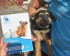 German Shepherd (Alsatian)