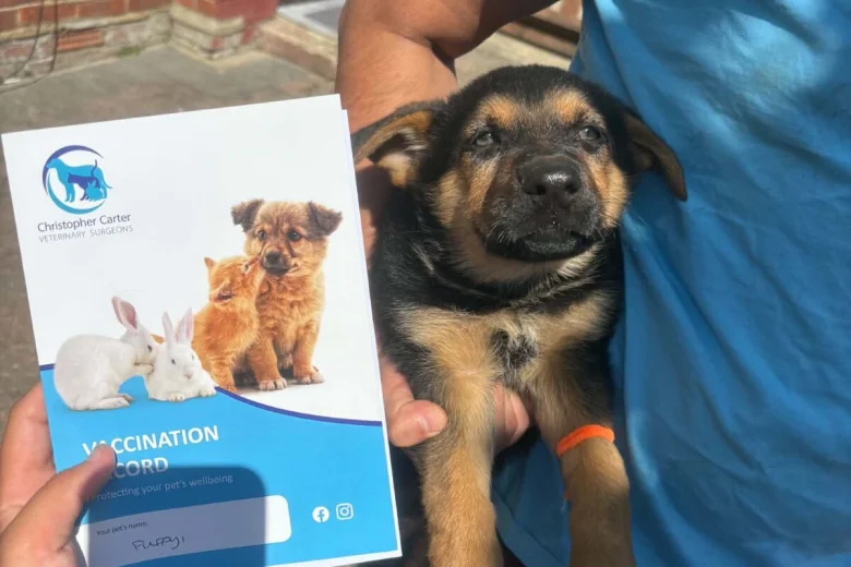 German Shepherd (Alsatian)