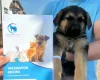 German Shepherd (Alsatian)
