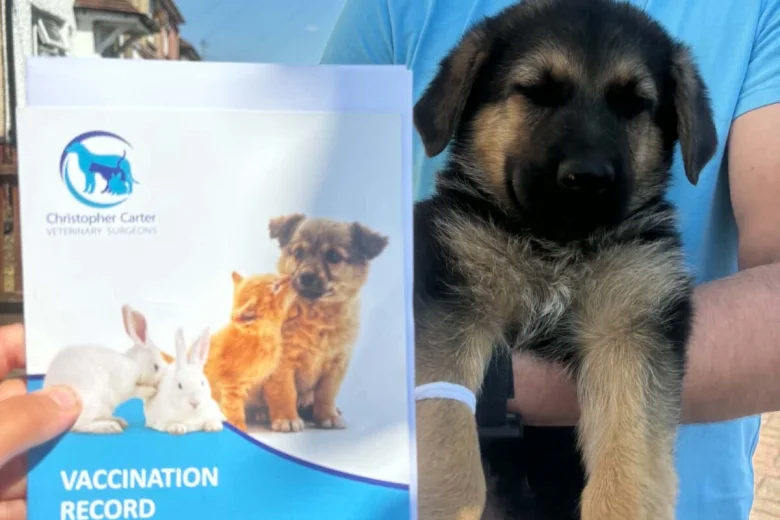German Shepherd (Alsatian)