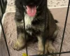 German Shepherd (Alsatian)
