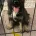German Shepherd (Alsatian)