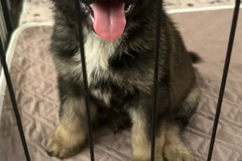 German Shepherd (Alsatian)