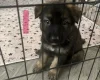 German Shepherd (Alsatian)
