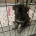 German Shepherd (Alsatian)