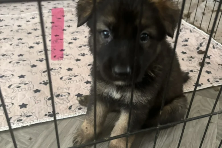 German Shepherd (Alsatian)