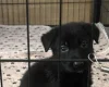 German Shepherd (Alsatian)