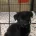 German Shepherd (Alsatian)
